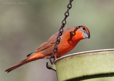 Hepatic Tanager, male