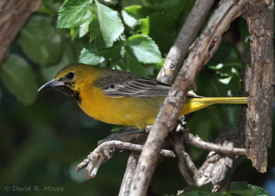 Hooded Oriole, first-spring male