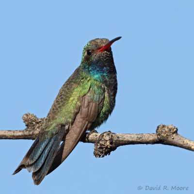 Broad-billed Hummingbird, male