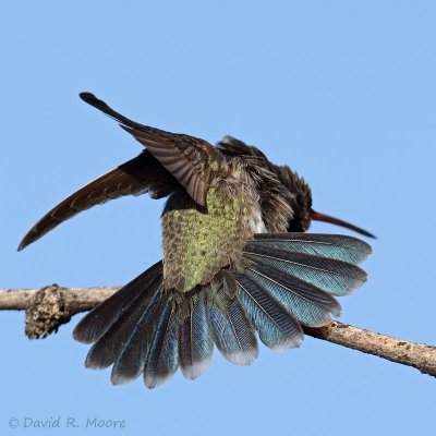 Broad-billed Hummingbird, male