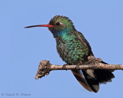 Broad-billed Hummingbird, male