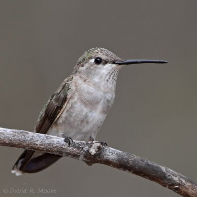 Black-chinned ? Hummingbird, female