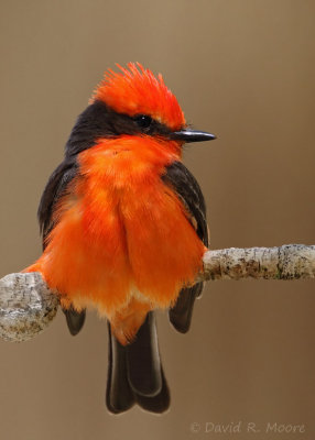 Vermilion Flycatcher, male