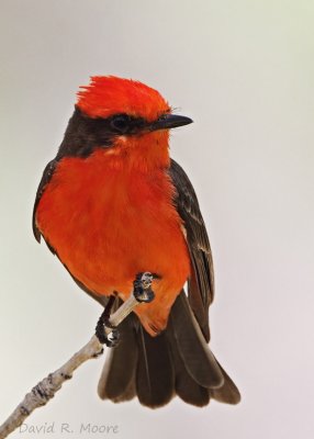 Vermilion Flycatcher, male