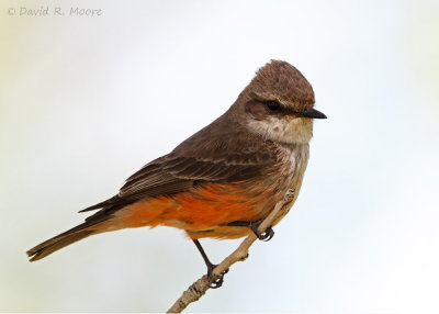 Vermilion Flycatcher, female