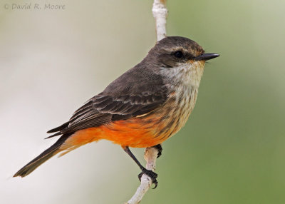 Vermilion Flycatcher, female