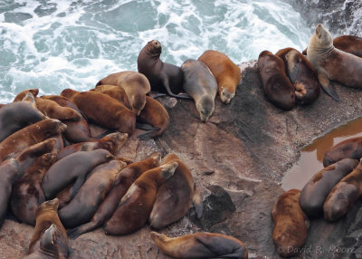 Sea Lion slumber party