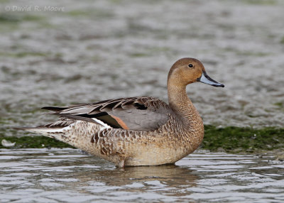 Northern Pintail