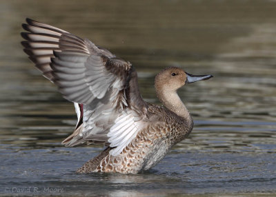 Northern Pintail