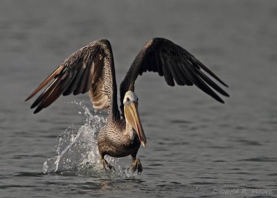 Brown Pelican