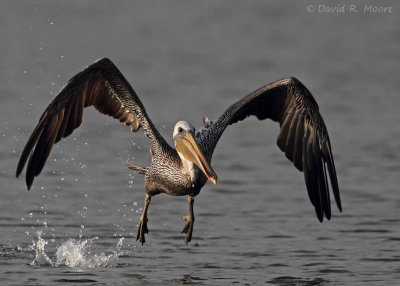 Brown Pelican