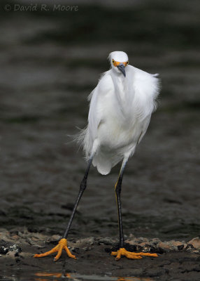 Snowy Egret