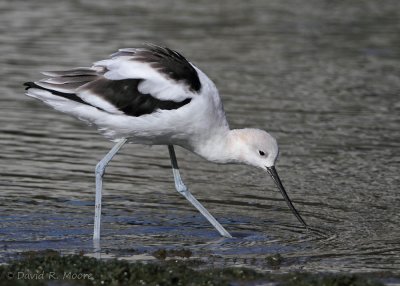 American Avocet