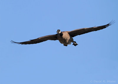 Canada Goose