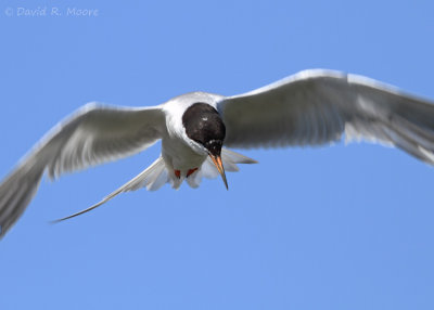 Forster's Tern