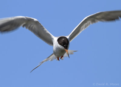 Forster's Tern