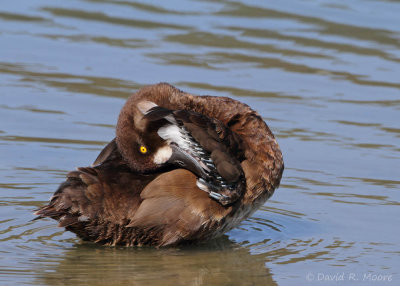 Lesser Scaup, female