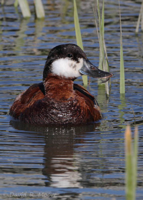 Ruddy Duck, male