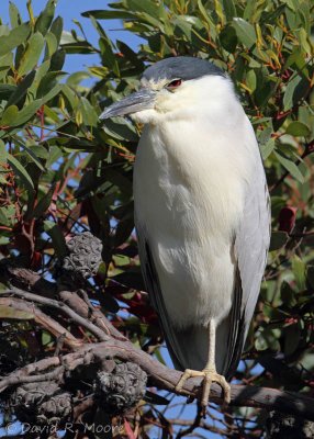 Black-crowned Night-Heron