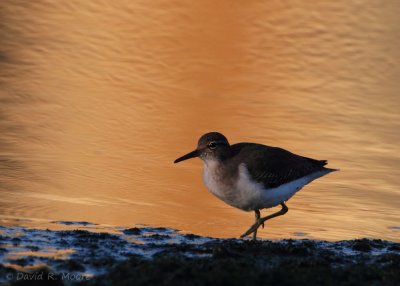 Spotted Sandpiper