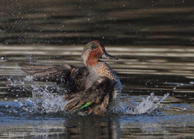 Green-winged Teal