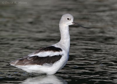 American Avocet