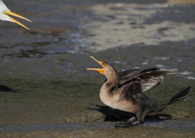 Double-crested Cormorant