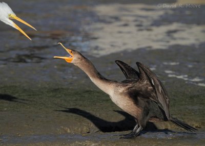 Double-crested Cormorant