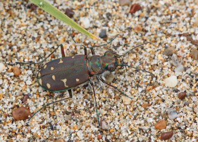 Tiger Beetle