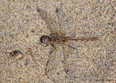 Dragonfly sp.