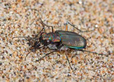 Tiger Beetle