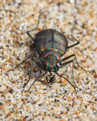 Tiger Beetle
