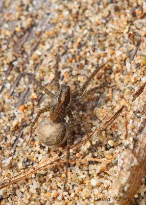 Spider sp.