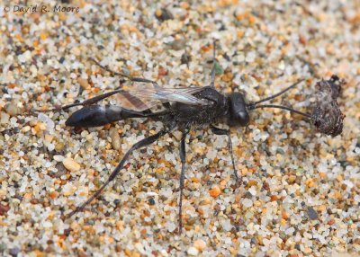 Spider Wasp