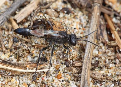 Spider Wasp