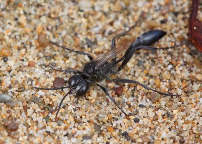 Spider Wasp