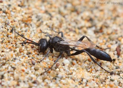 Spider Wasp