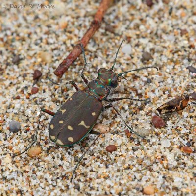 Tiger Beetle