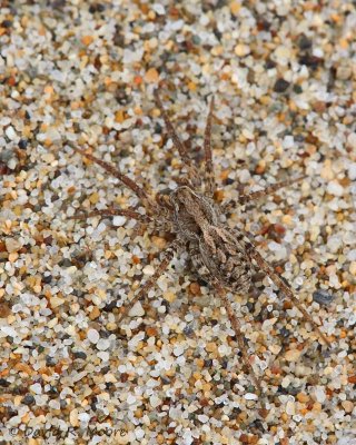 Spider sp.