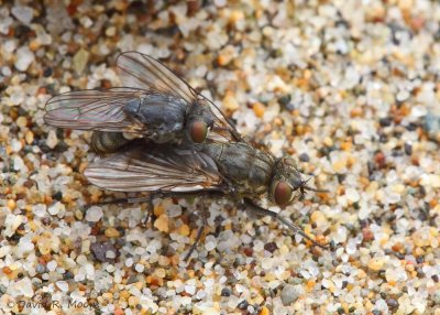 Flies sp.