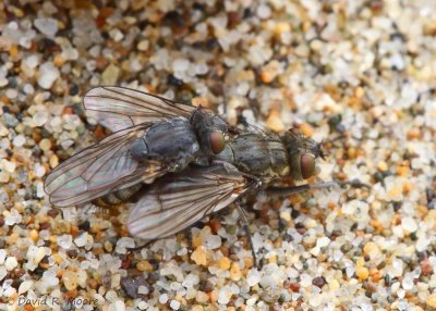 Flies sp.