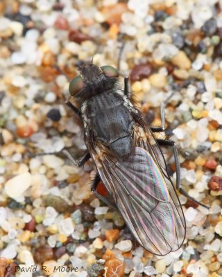 Fly sp.