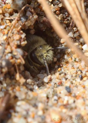 Bee sp.