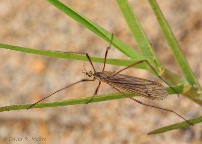 Crane Fly