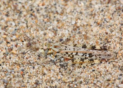 Grasshopper sp.