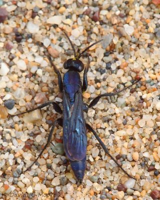 Spider Wasp