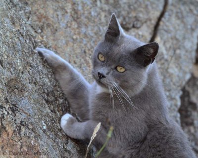 Mountain-climbing cat