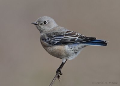 Western Bluebird