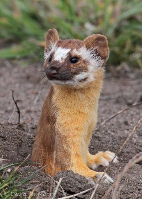 Long-tailed Weasel