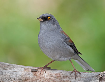 Yellow-eyed Junco